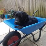 David bodman - @davidbodman56 - Instagram
