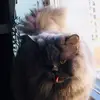 Davidbolesta - @davidineurope - TikTok