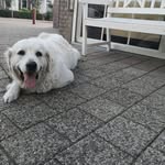 David Bonanza - @bonanza.david - Instagram