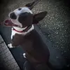 David Bonito - @davidbonito1 - TikTok