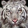 david bonnesoeur - @davidbonnesoeur - TikTok