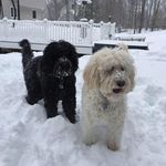 David Bothwell - @dsbothwell - Instagram