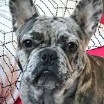 David Bouledogue - @davidbouledogue - Instagram