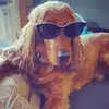 davidbraude - @davidbraude - TikTok