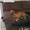 David Britten - @david.britten - TikTok