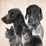 David Britz - @dave_britz427 - Instagram