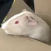 davidbrodeckiiii - @notactualydavid_or_is_it - TikTok