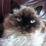 David Brodeur - @brodeur_david - Instagram