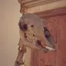 David Brogi - @davidbrogi - TikTok