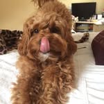 David Brookfield - @david.brookfield2 - Instagram