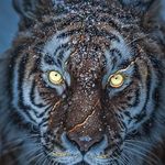 David Brouillard - @davidbrouillard - Instagram