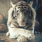 David Brouillard - @brouillarddavid - Instagram