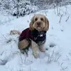 davidbrownlie55 - @davidbrownlie55 - TikTok