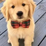 David_brownson - @david_brownson4682 - Instagram
