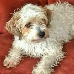 David Brubeck - @davidbrubeck4 - Instagram