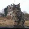 david bruneau - @david.bruneau8 - TikTok