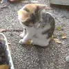 David Bucciarelli - @david.bucciarelli - TikTok