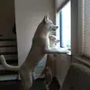 David Buchtel - @david.buchtel - TikTok
