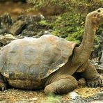 David Bunnell looks like a tortoise - Facebook