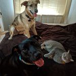 David Burford - @ruff_life_on_the_bayou - Instagram