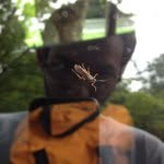 David Burstein - @bugstein - Instagram