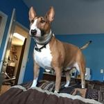 David Bushman - @dorseydave61 - Instagram