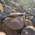David Bushnell - @the_b33man - Instagram