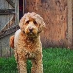 David Buss - @bussmanbrewslayer - Instagram