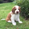 Can i get a 50 followers - @david.busse - TikTok