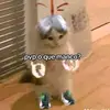 @Nova_. - @davidcambo - TikTok
