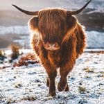 David Canavan - @canavan5004 - Instagram