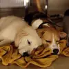 david canavan - @david.canavan4 - TikTok