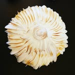 david giuliani - @david_cannes - Instagram