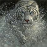 David Canning - @dave_tiger_canning - Instagram