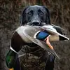David Carles - @david.carles3 - TikTok