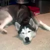 David Carlon - @david.carlon35 - TikTok