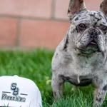David Carreon - @sbfrenchiesbulldog - Instagram