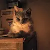 david_cato - @david_cato - TikTok