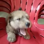 David Chua - @dav2004idzzc - Instagram