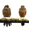 David Cliffe - @david.cliffe - TikTok