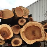 David Colt - @pacificarawwoods - Instagram