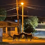 David Comeau - @knomadbar - Instagram