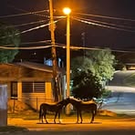 David Comeau - Facebook