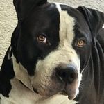 David Connelly - @connelly817 - Instagram