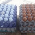 David Constanzo - @david.constanzo.925 - Instagram