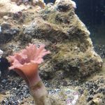 David Coppola - @trash_to_treasure_reefing - Instagram