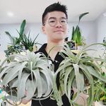 David Lin | Dave's Air Plant Corner - @davesairplantcorner - Instagram