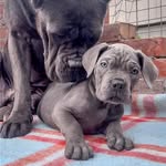 @david_cane_corso - Instagram