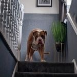 David Cotham - @pachocotham - Instagram