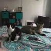 davidcoward51 - @mittens_the_kitten27 - TikTok